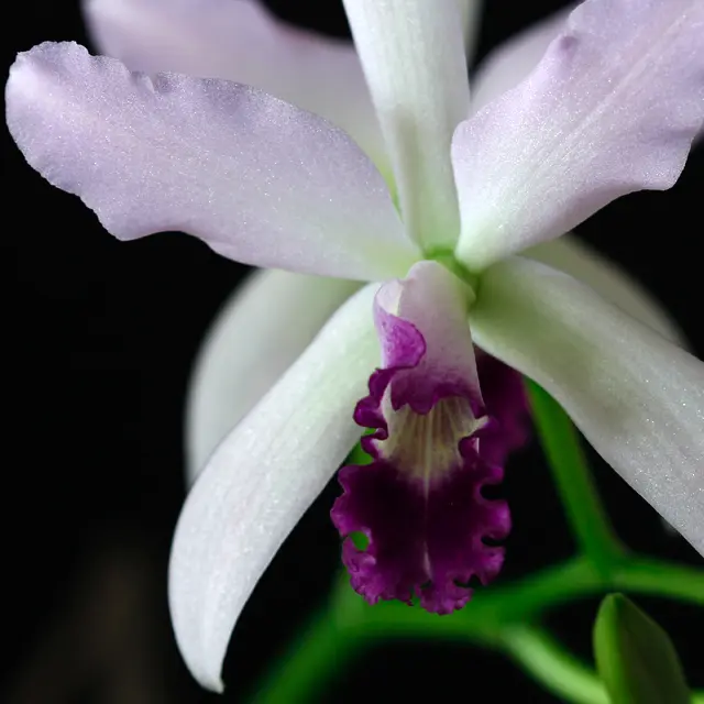 C.MarcelloMiranda'NightSky'｜園芸日記byuchiyama