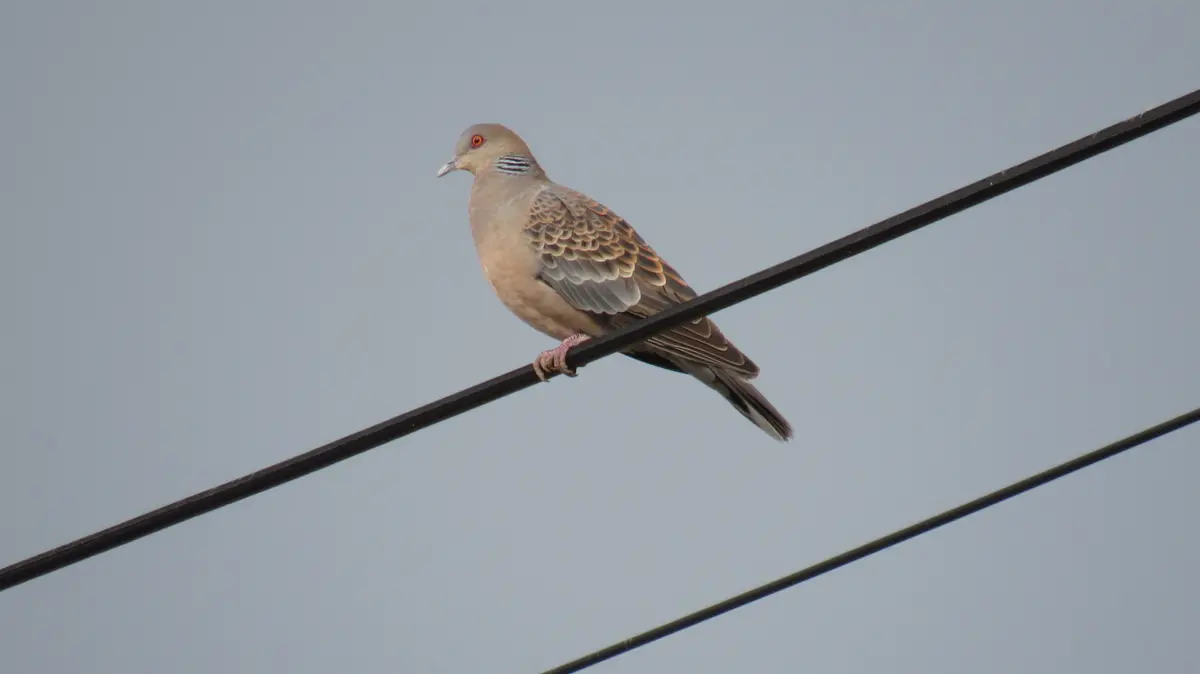 キジバド Amazon.com: Slipper Clutch 6878 Steel Diff Gear 32P 54T Spur Gear