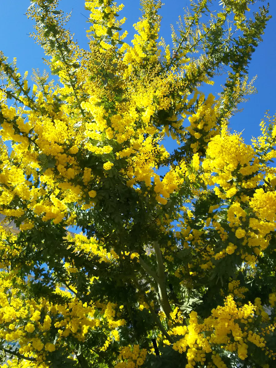 フレッシュミモザ（ギンヨウアカシア） 楽天市場】ミモザ（ギンヨウアカシア） : おぎはら植物園