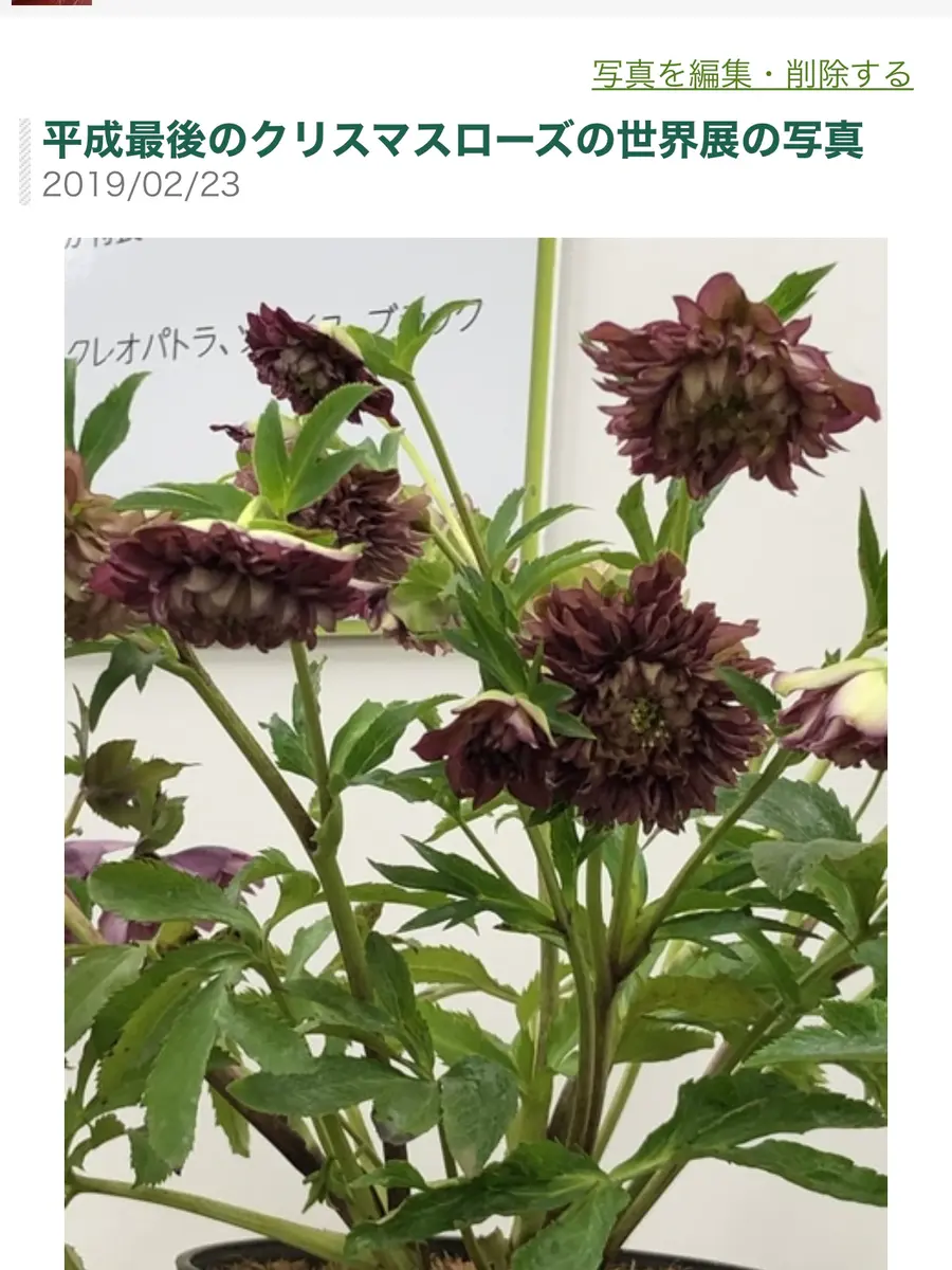 こんな花がクレオパトラ！｜園芸日記byチョコ｜みんなの趣味の園芸｜771868