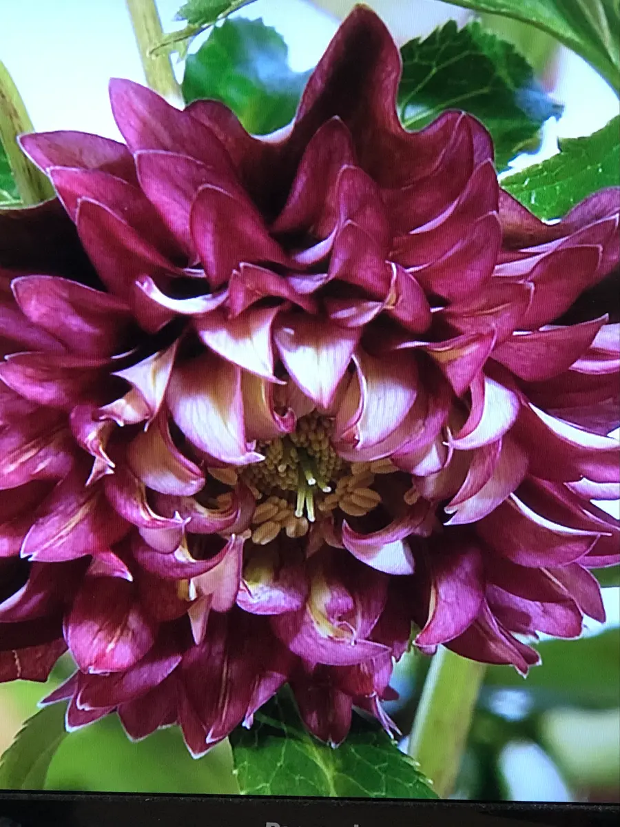 こんな花がクレオパトラ！｜園芸日記byチョコ｜みんなの趣味の園芸｜771868