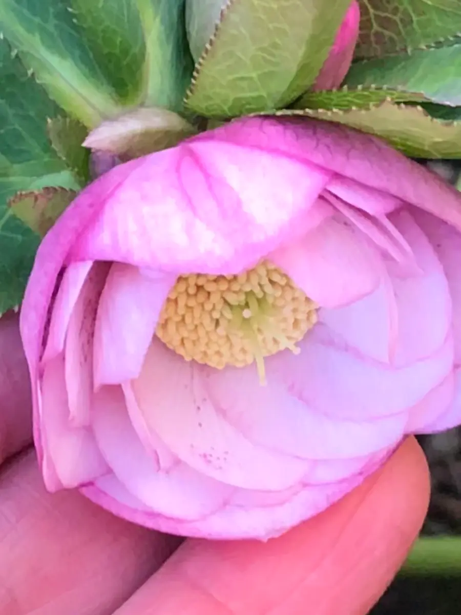 こんな花がクレオパトラ！｜園芸日記byチョコ｜みんなの趣味の園芸｜771868
