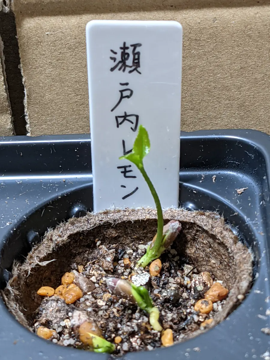 柑橘類の発芽状態｜園芸日記byとまトマトん｜みんなの趣味の園芸｜772176