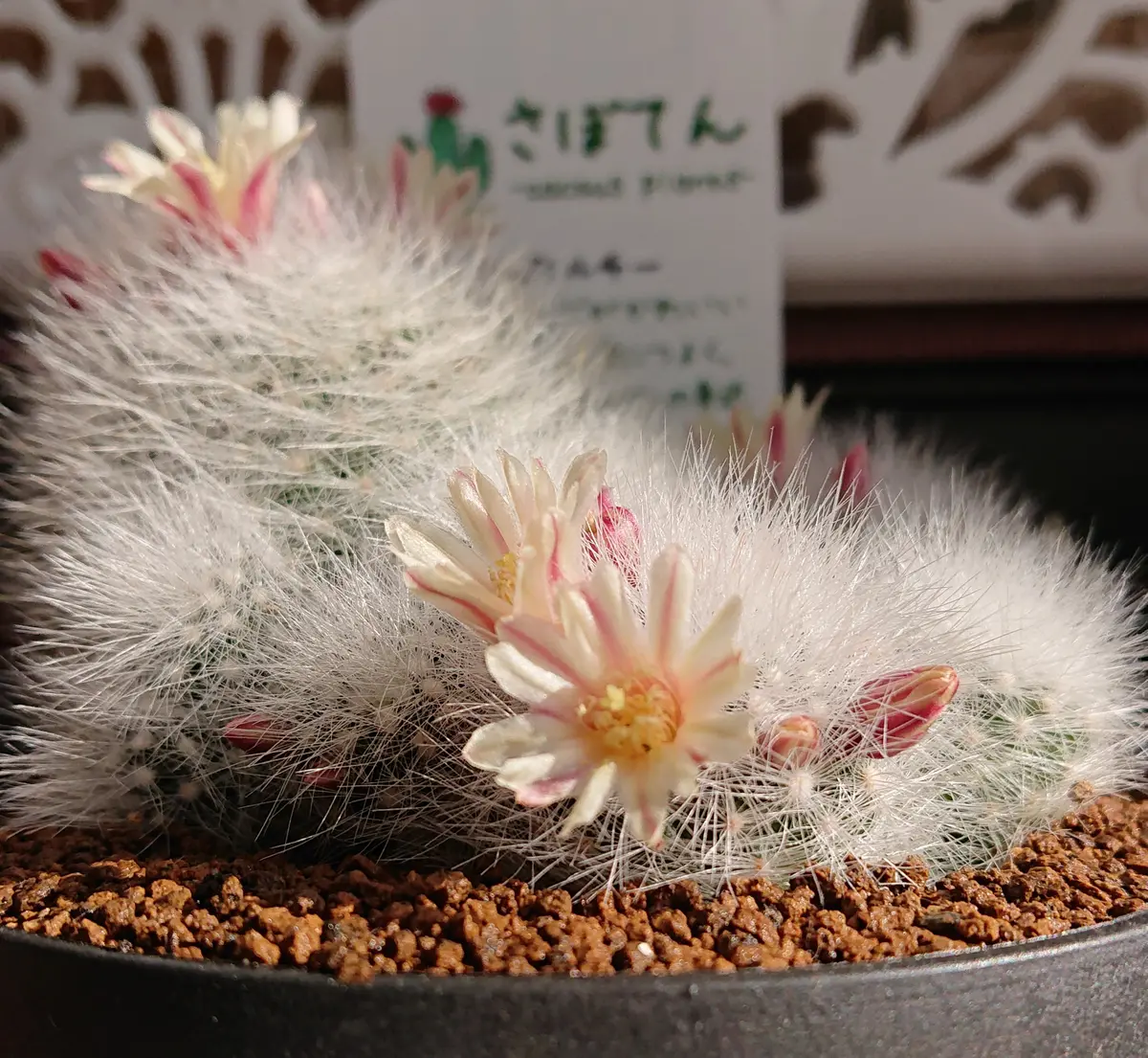 新入りサボテン|園芸日記byゾウ|みんなの趣味の園芸|773874 新入りサボテン|園芸日記byゾウ|みんなの趣味の園芸|773874