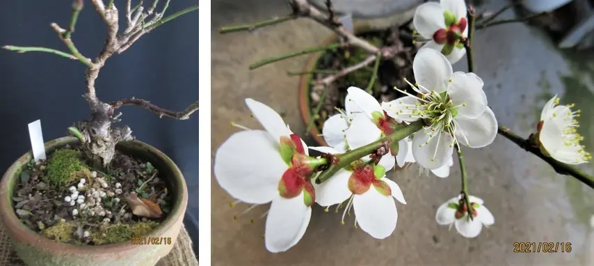 満開になりました梅『甲州野梅（こうしゅうやばい）』｜園芸日記