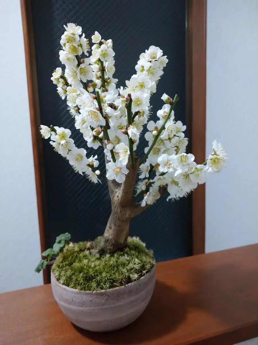 梅盆栽冬至｜園芸日記by長寿梅｜みんなの趣味の園芸｜774322