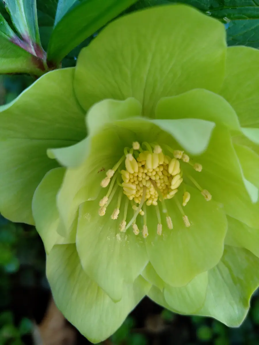 クリスマスローズ開花ライムグリーン｜園芸日記byようべえ｜みんなの