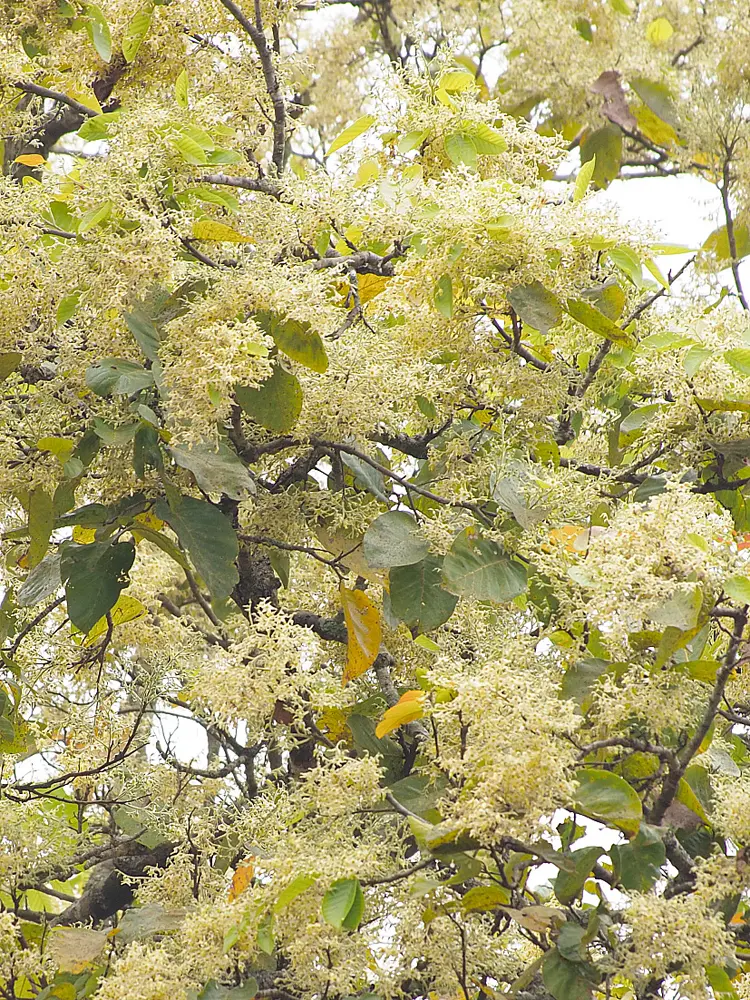 写楽オキナワ讃⑪沙羅双樹の花の色々｜園芸日記byジョニーデブ
