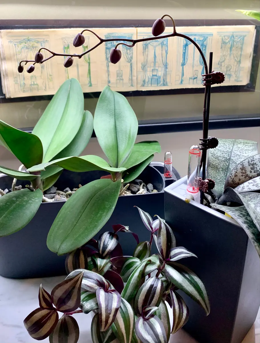 Phal.schillerianaの日記一覧|mo'moさんの園芸日記-みんなの趣味