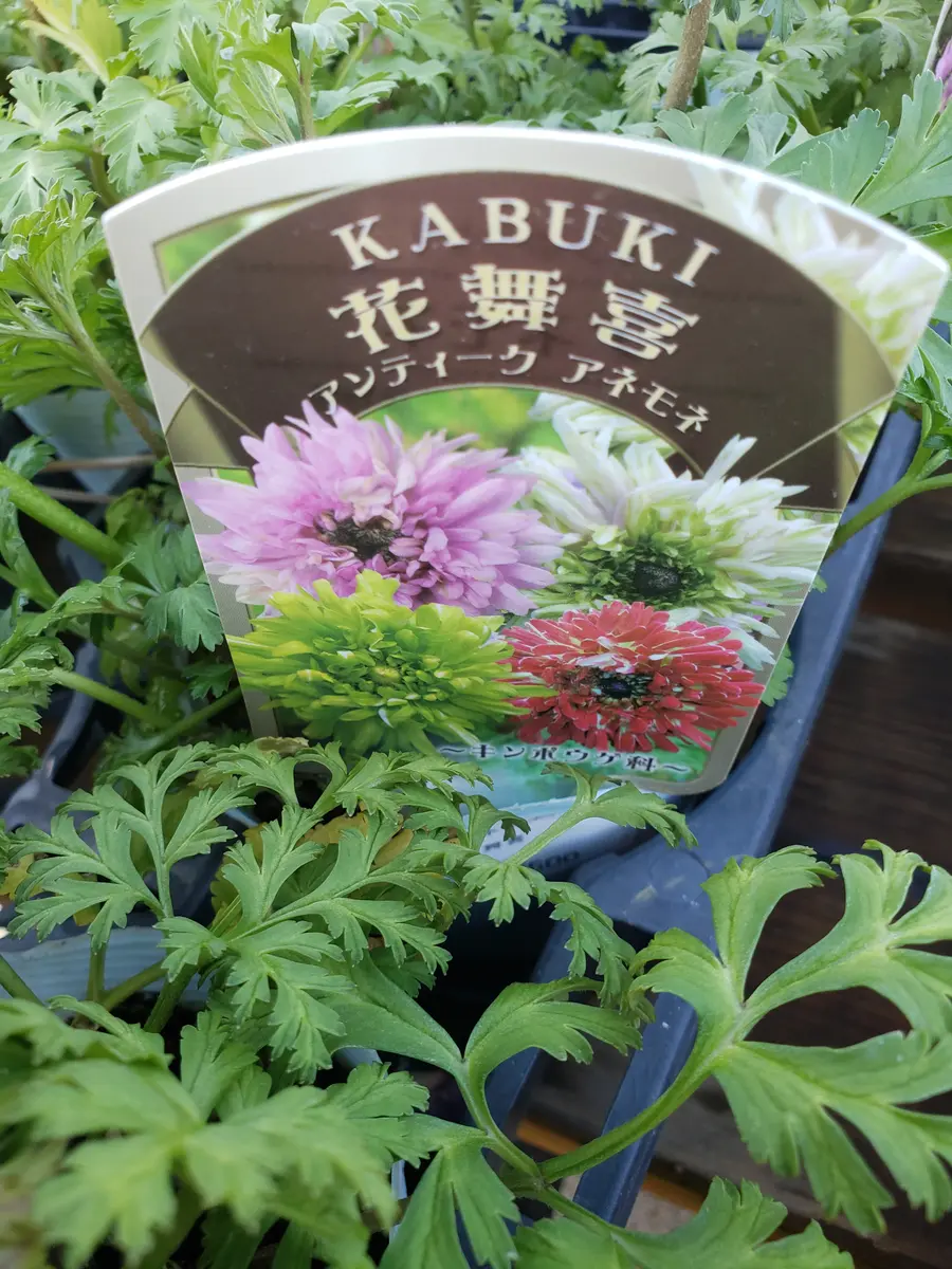 新品種・八重咲きアネモネ 『花舞喜 -KABUKI-』 | すべての商品