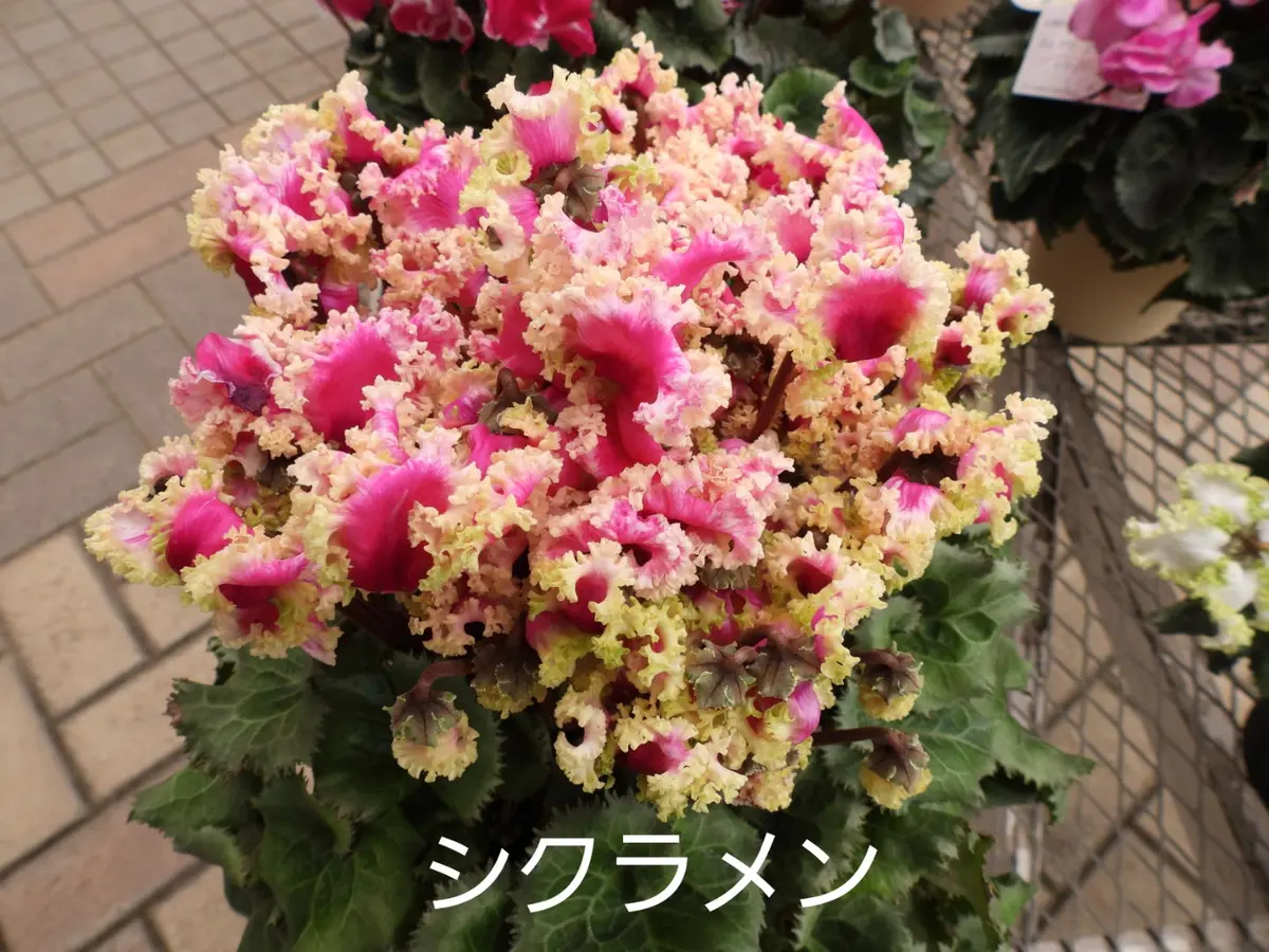 新種のシクラメン❓❗｜園芸日記bymurachan｜みんなの趣味の園芸