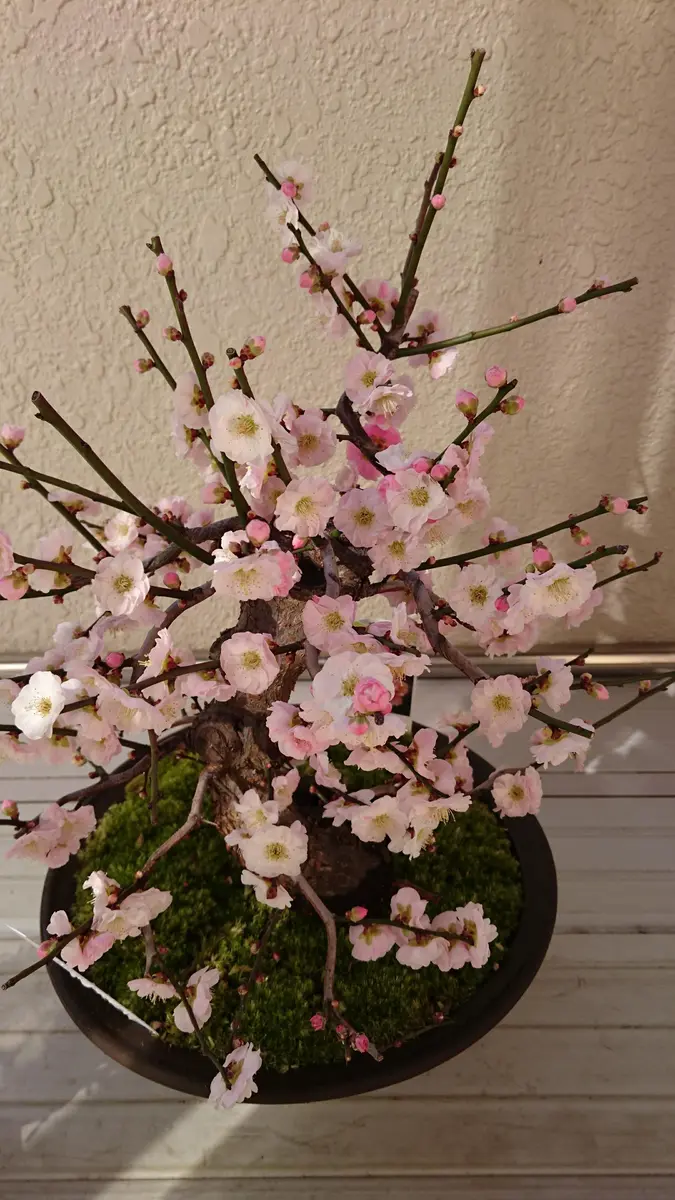 梅盆栽思いのまま｜園芸日記by長寿梅｜みんなの趣味の園芸｜775506