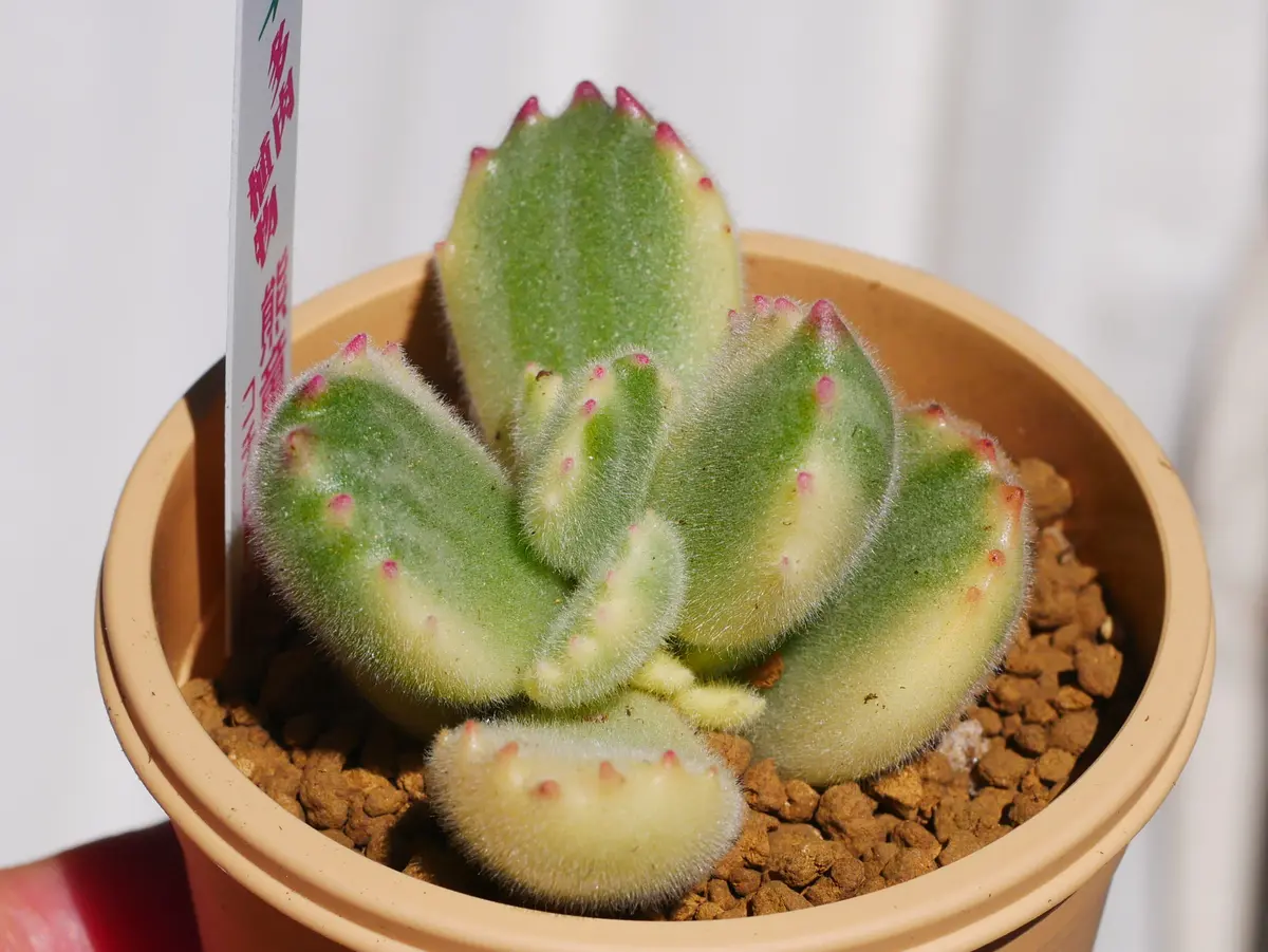 多肉植物　コチレドン　熊童子　ハートマーク入り 楽天市場】熊童子錦 コグマの手袋 斑入りコチレドン3.5号サイズ