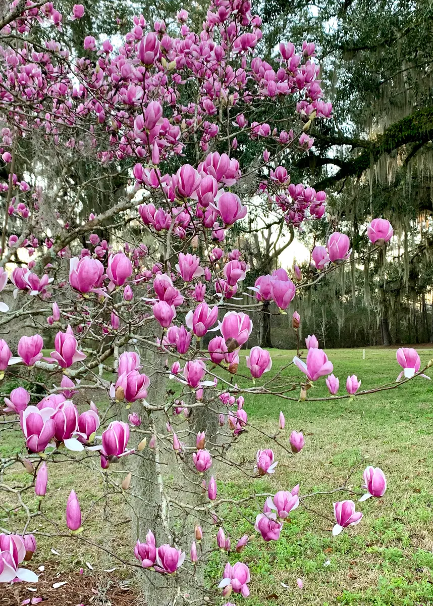 ハイドランジア マグノリア 満開のマグノリア(“木蓮”?)｜園芸日記bymo'mo｜みんなの趣味の園芸｜775704