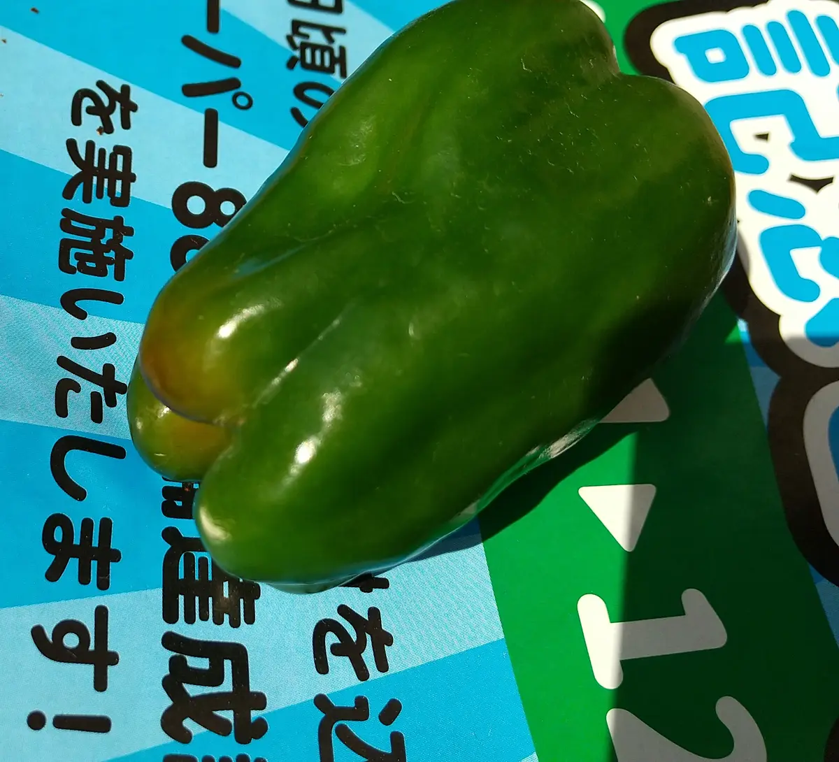 追加検討中 ピーマンさん専用 エース ピーマン ｜ 品種カタログ ｜ タキイの野菜【タキイ種苗】