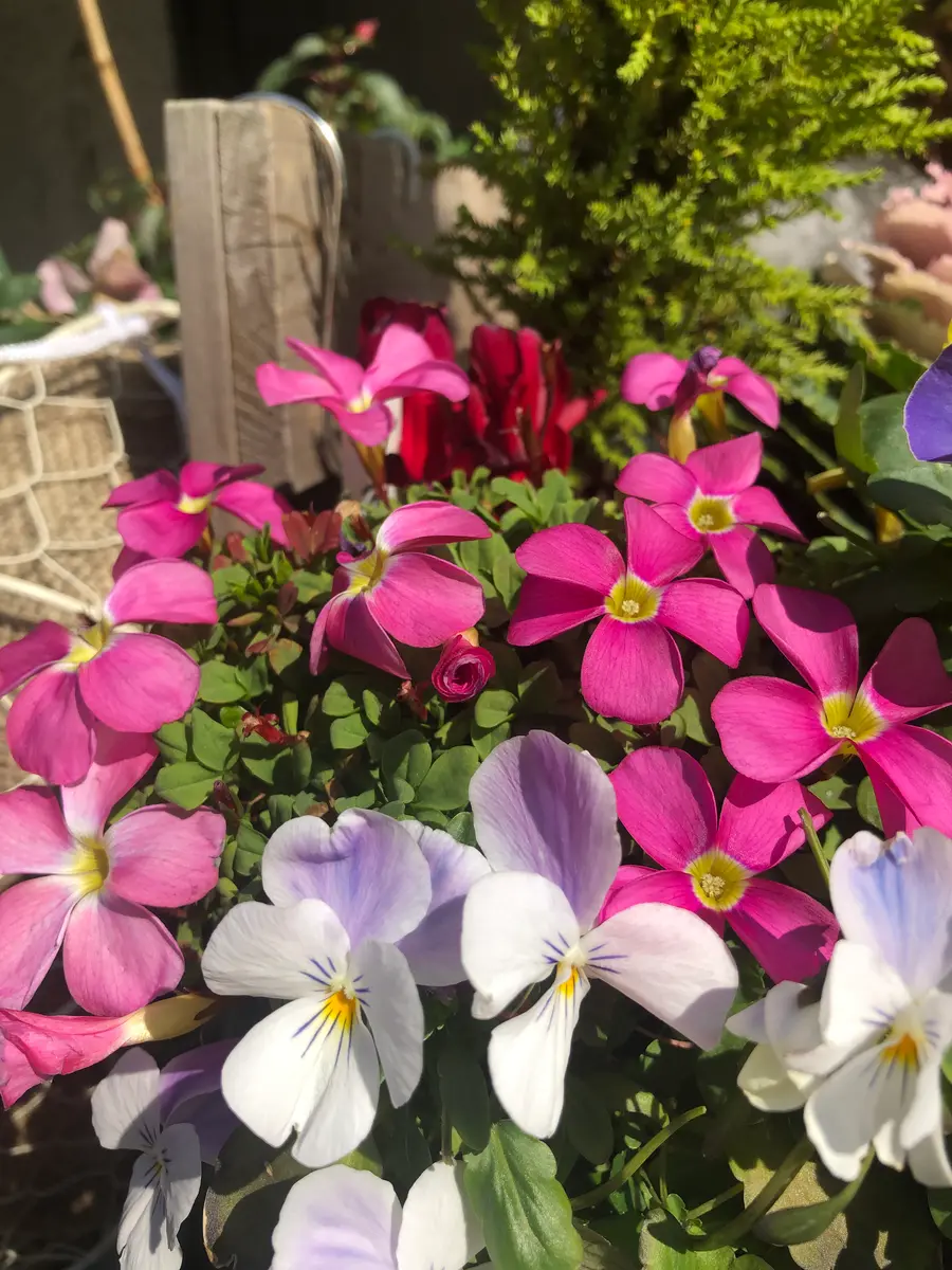 オキザリス桃の輝き｜園芸日記byrumikoh｜みんなの趣味の園芸