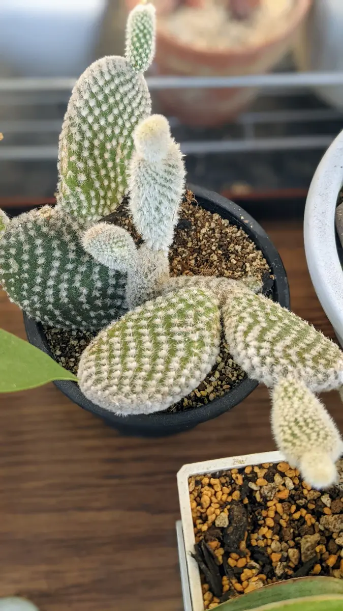 バニーカクタス｜園芸日記byピグモン｜みんなの趣味の園芸｜776256