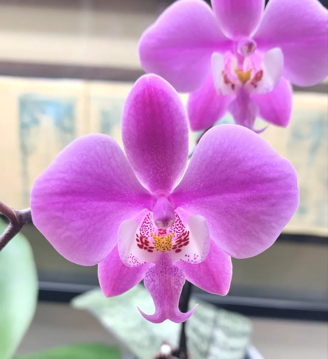 Phal.schillerianaの日記一覧|mo'moさんの園芸日記-みんなの趣味