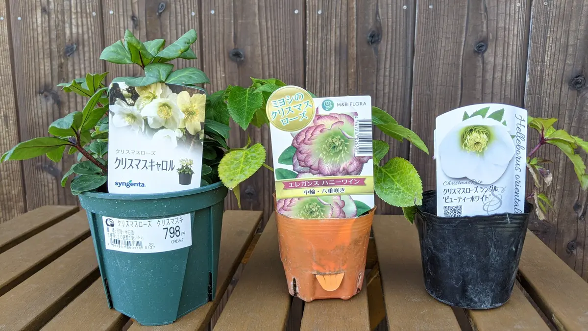㉕-565クリスマスローズ クリスマスローズ｜園芸日記byあみの