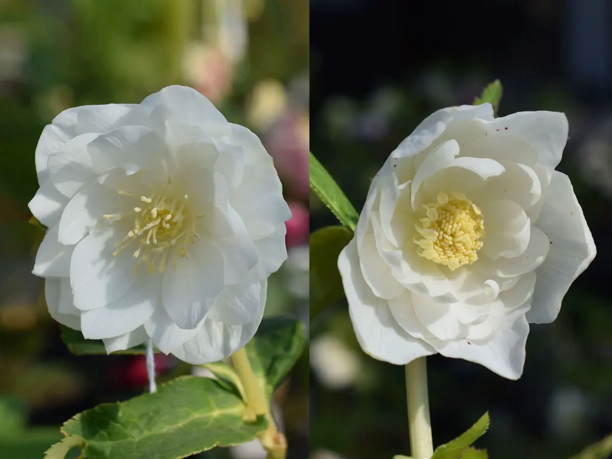 バカ息子と親バカ クリスマスローズ 追加分 バカ息子と親バカ 様専用 クリスマスローズ ポット発送 - メルカリ