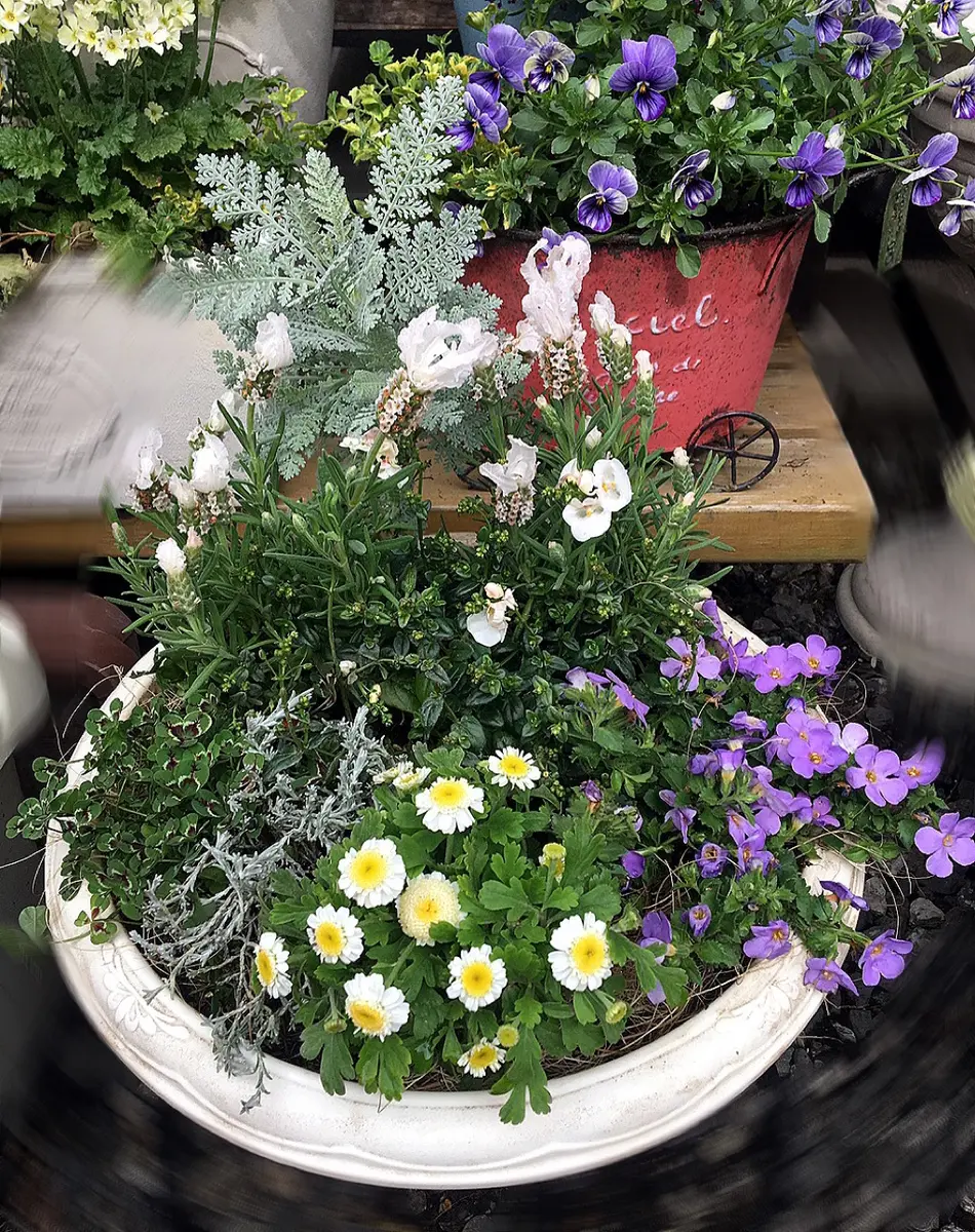 ホワイトラベンダーの寄せ植え｜園芸日記byあずきもち｜みんなの趣味の