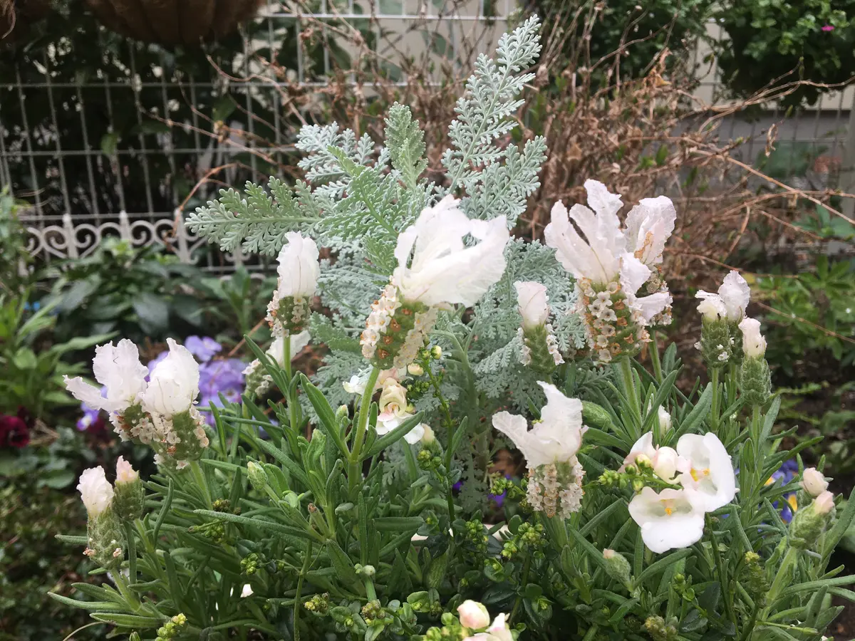 寄せ植え】初心者必見！今″大人気″なラベンダーを使った寄せ植え