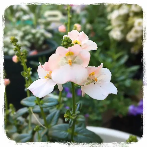 ホワイトラベンダーの寄せ植え｜園芸日記byあずきもち｜みんなの