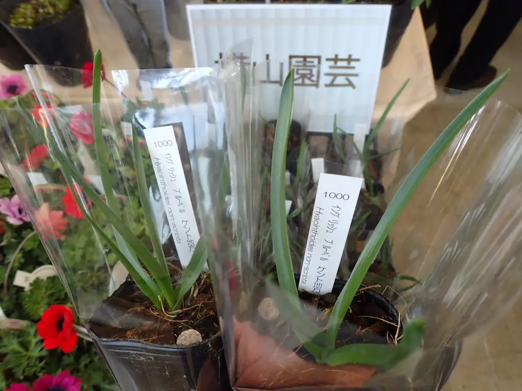 誠実 ◇イングリッシュブルーベル◇花が咲き始めました◇鉢の