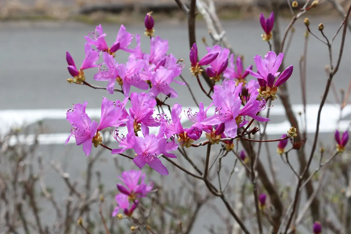 岩ツツジ 岩ツツジ 180※ - フラワー・ガーデニング最新