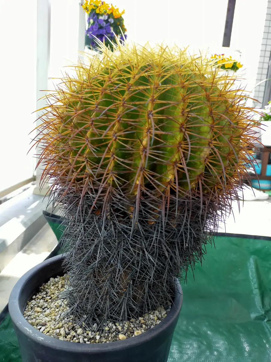 金鯱の胴切り①｜園芸日記byアイアンメタリウム｜みんなの趣味の園芸