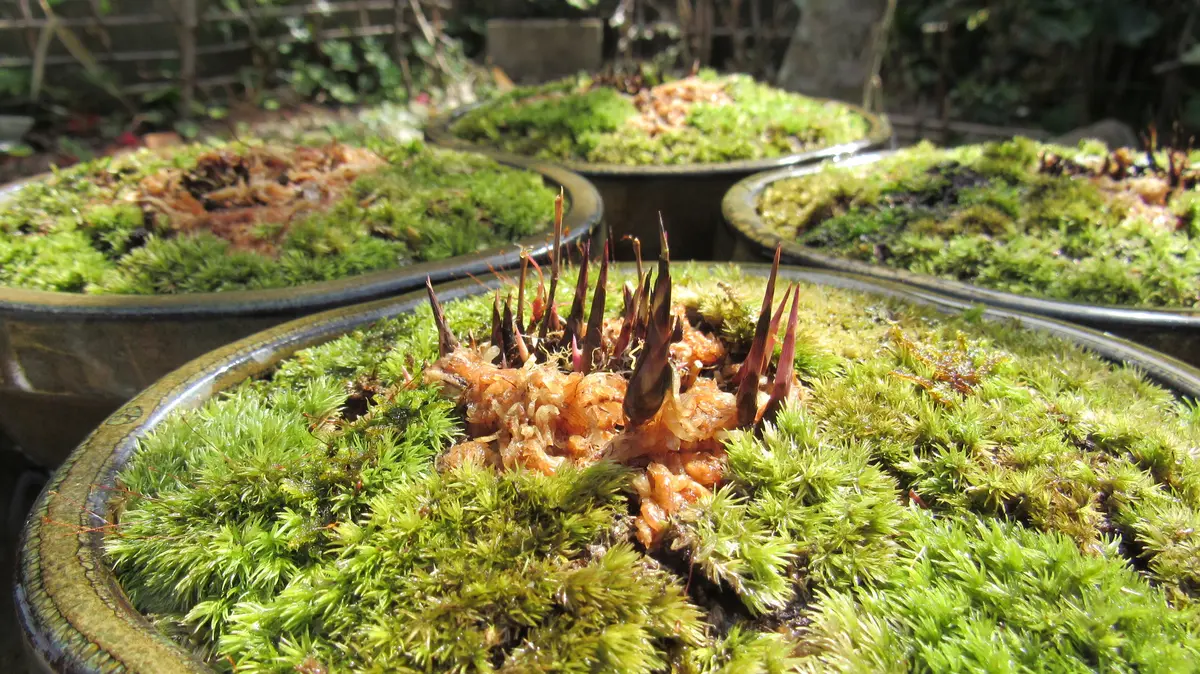 No.54 風知草根洗い No.54 風知草根洗い 風知草 - BONSAIちえ