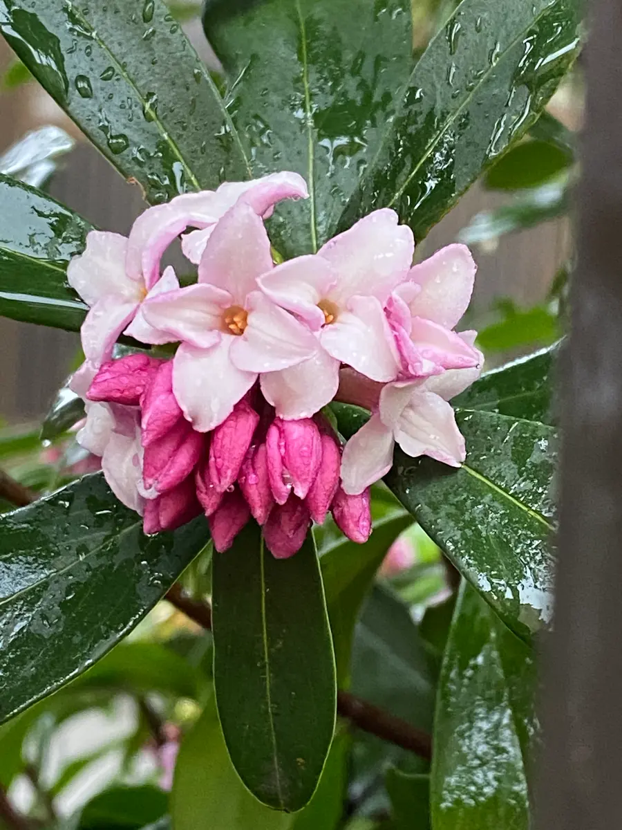 雨の中の沈丁花｜園芸日記byエー｜みんなの趣味の園芸｜779264
