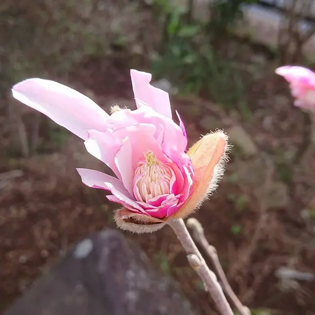 姫こぶし｜園芸日記byはるたろう｜みんなの趣味の園芸｜780727