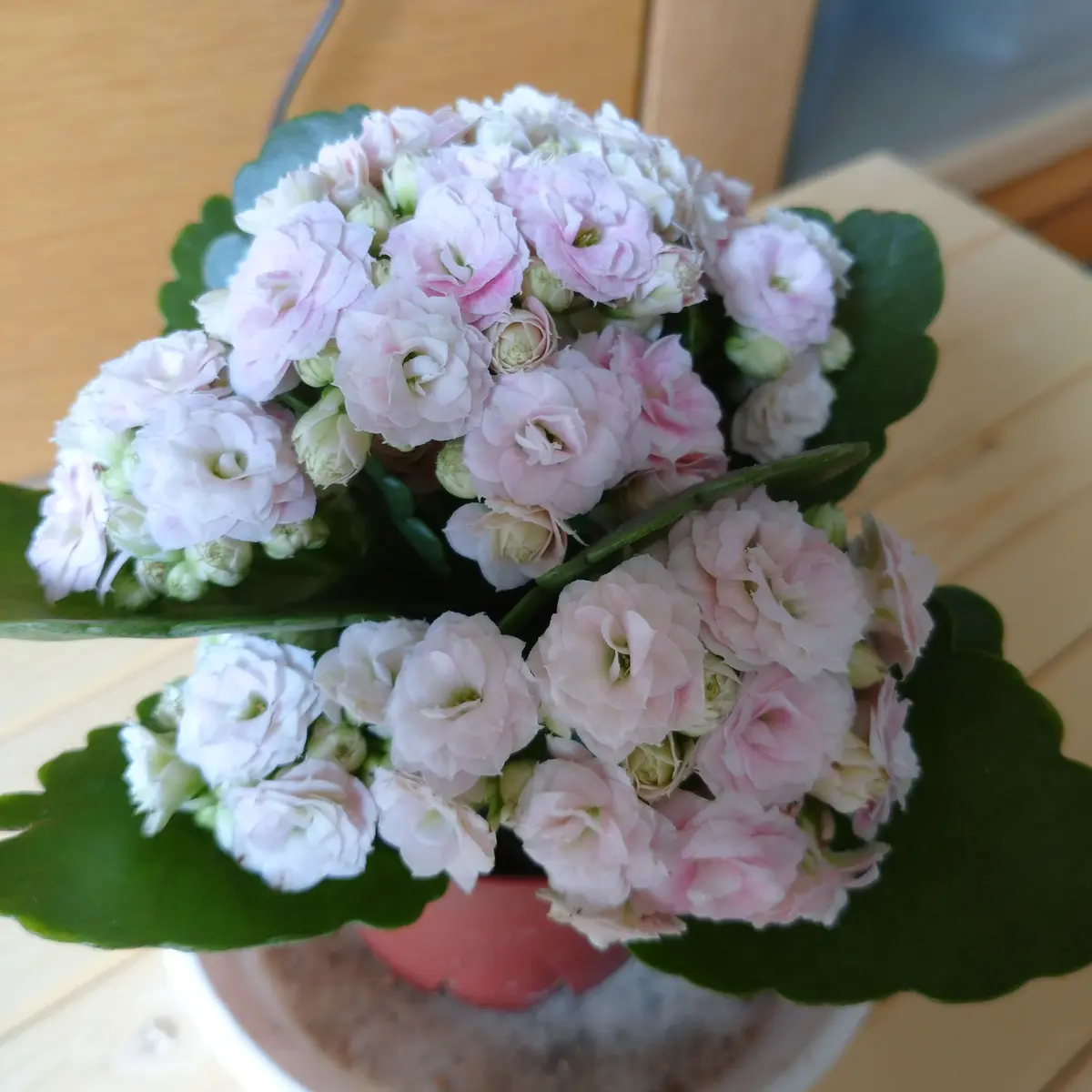オリヅルラン(折鶴蘭)|園芸日記by長寿梅|みんなの趣味の園芸 オリヅルラン(折鶴蘭)|園芸日記by長寿梅|みんなの趣味の園芸