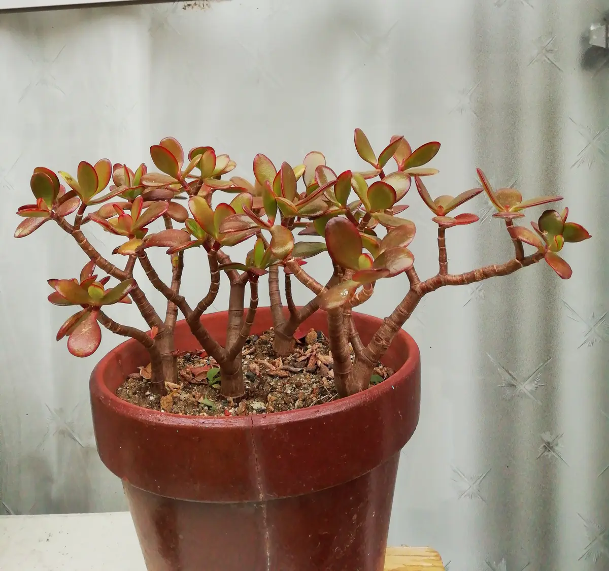 　値下げ　金のなる木　盆栽　植木　幹周り40㌢ 金のなる木盆栽｜親木で10年、幹が太い花月。挿し木で殖やせる