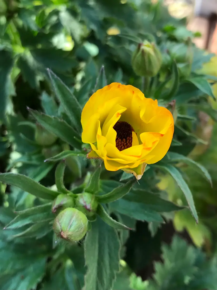 ラナンキュラス・ラックス・アルテミス｜園芸日記bykeichangarden