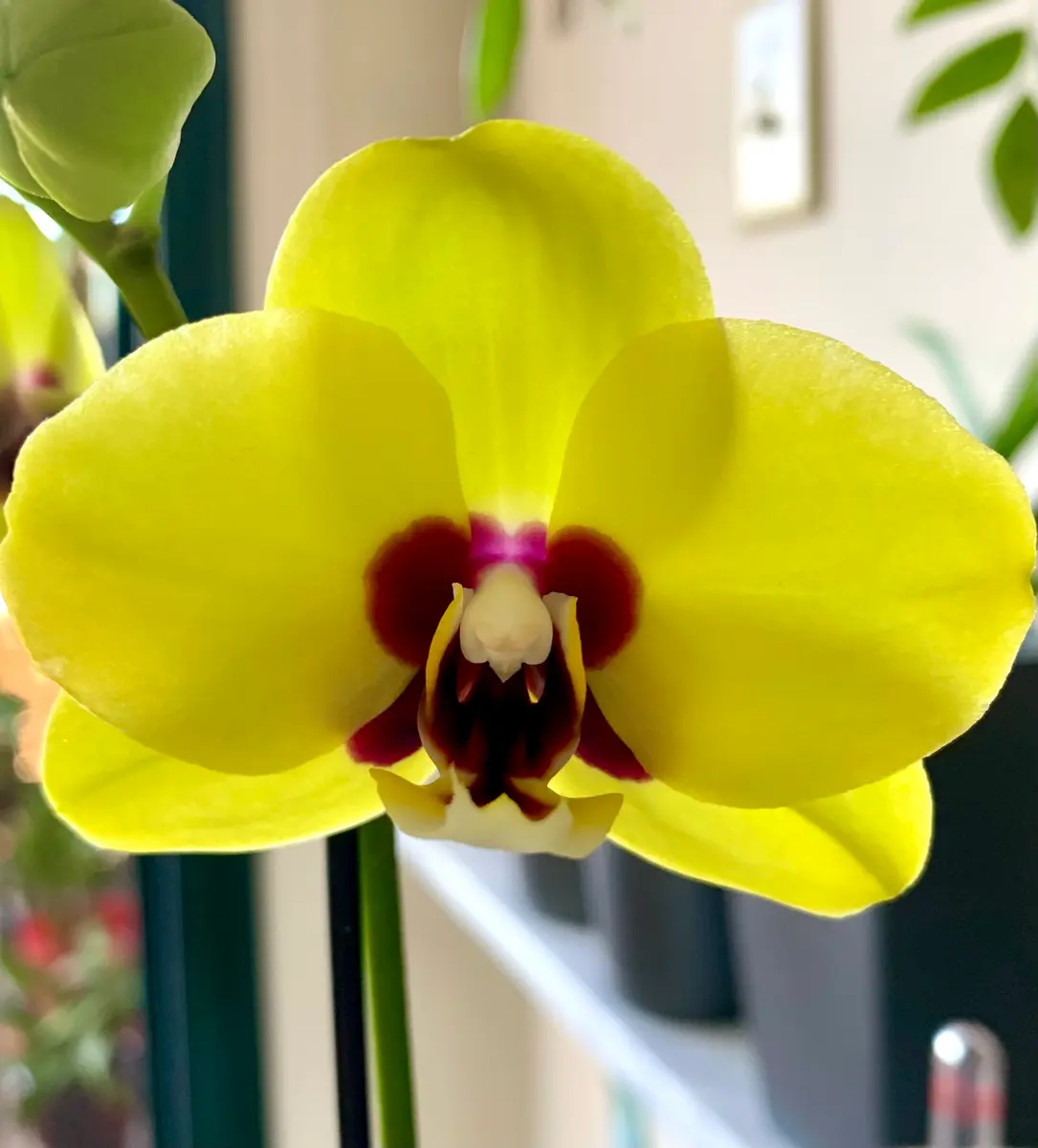 Phal.stuartiana.nblsの日記一覧|mo'moさんの園芸日記-みんなの趣味の園芸
