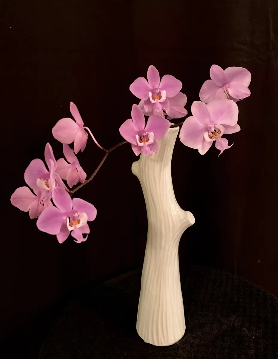 Phal.schillerianaの日記一覧|mo'moさんの園芸日記-みんなの趣味