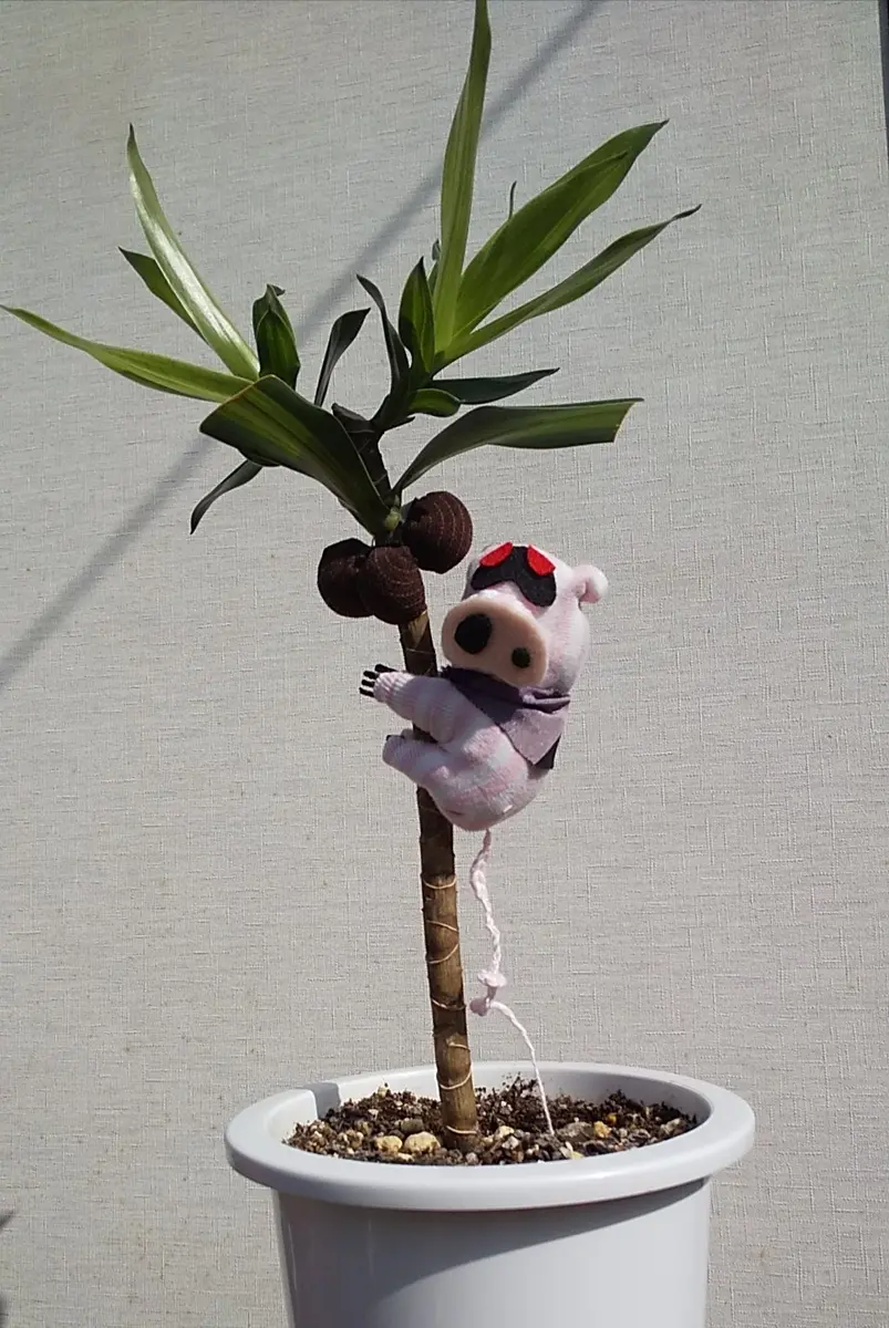 豚もおだてりゃ木に登る～｜園芸日記byしましま実花｜みんなの趣味の
