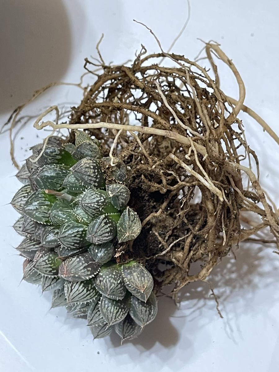 ハオルチア「ミラーボール」の植え替え〔写真2枚目〕-もりさきさんの
