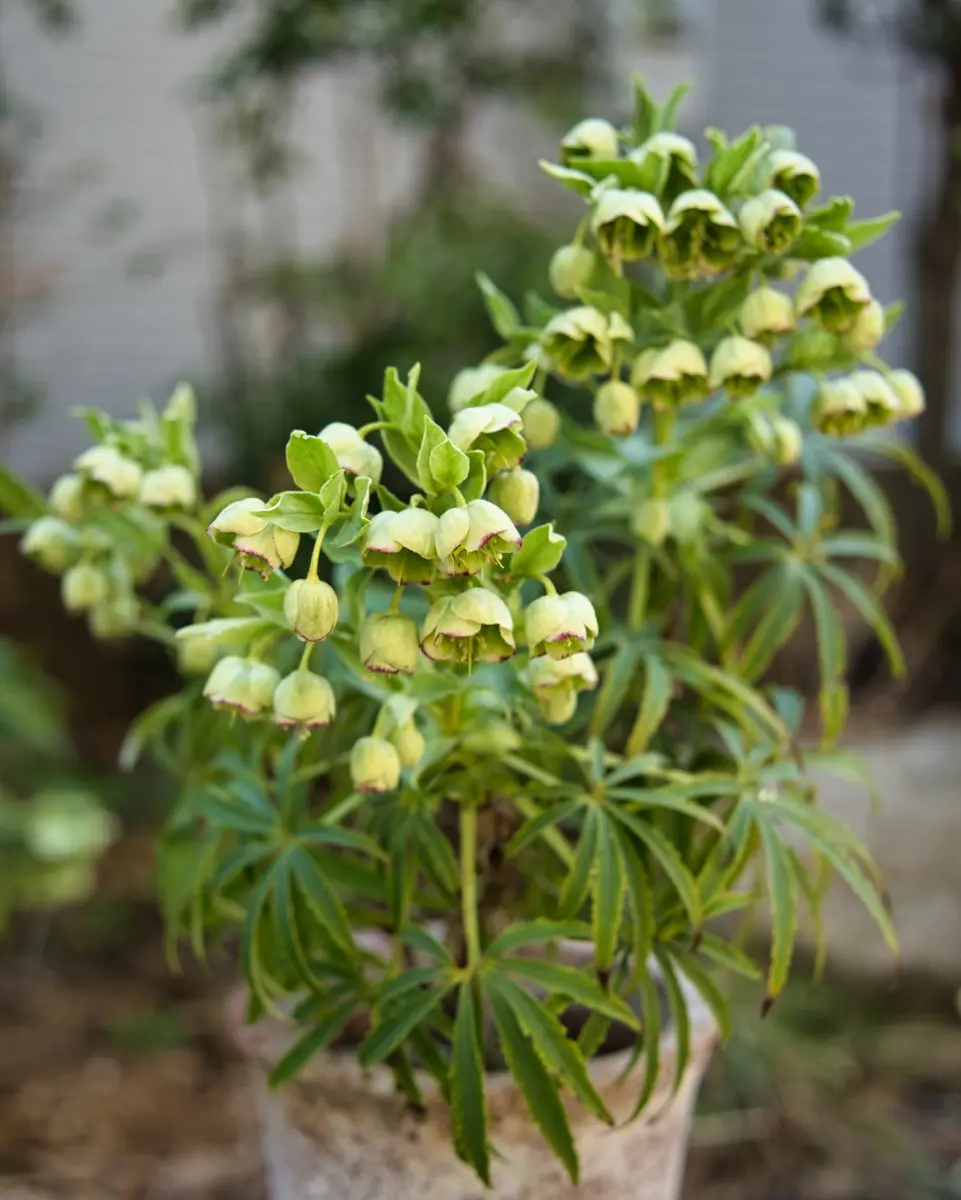 クリスマスローズの原種（H.フェチダス）｜園芸日記by野々口稔