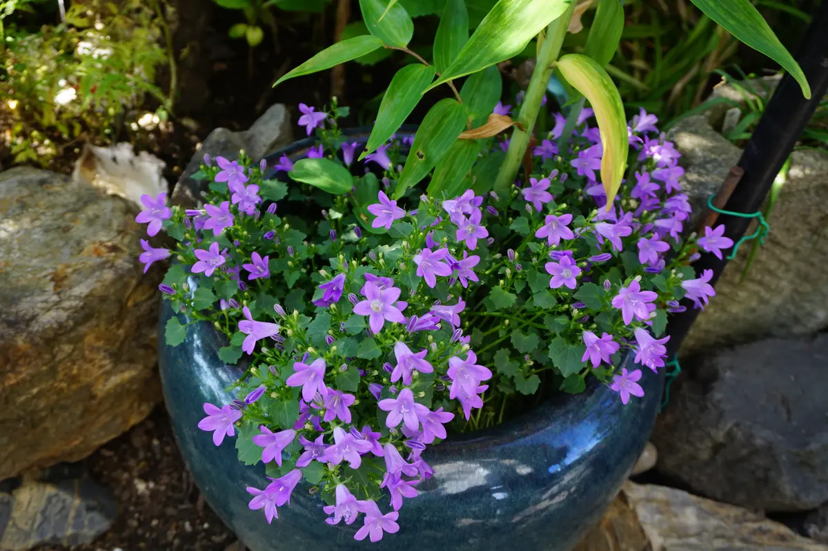 ベルフラワー('11米) ベルフラワー('11米) ベルフラワー(´11米)