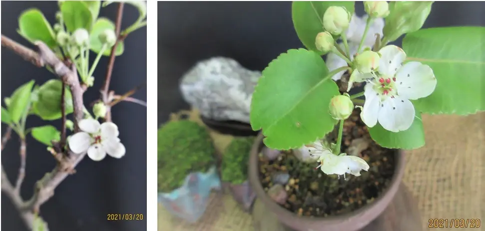 梨の花は清楚、これからの小盆栽づくり｜園芸日記bymeika