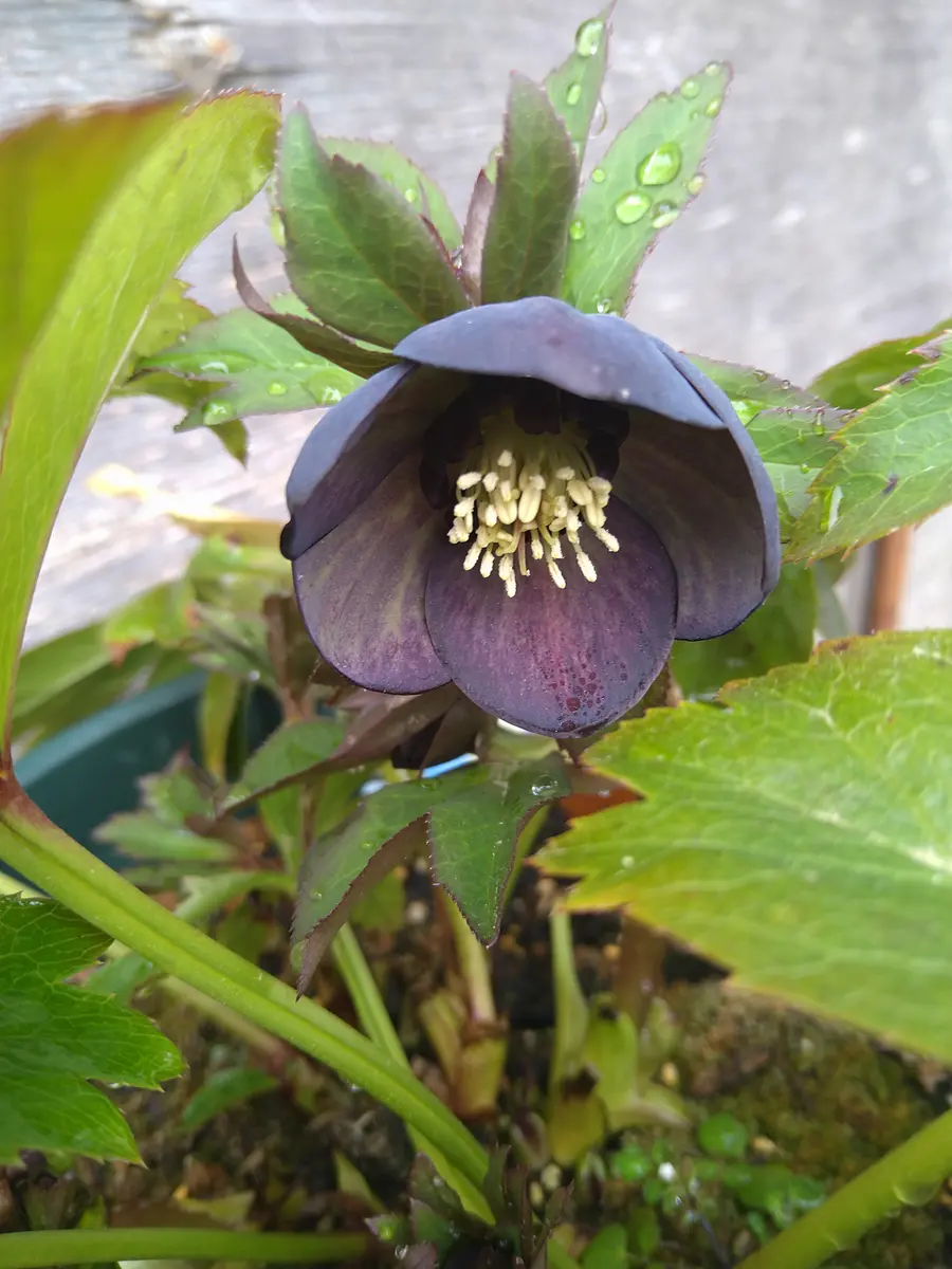 yuko㉖-17㉖-28㉖-35クリスマスローズ 本日のお花 クリスマスローズ プチドール リバーシブル ホワイトリップ