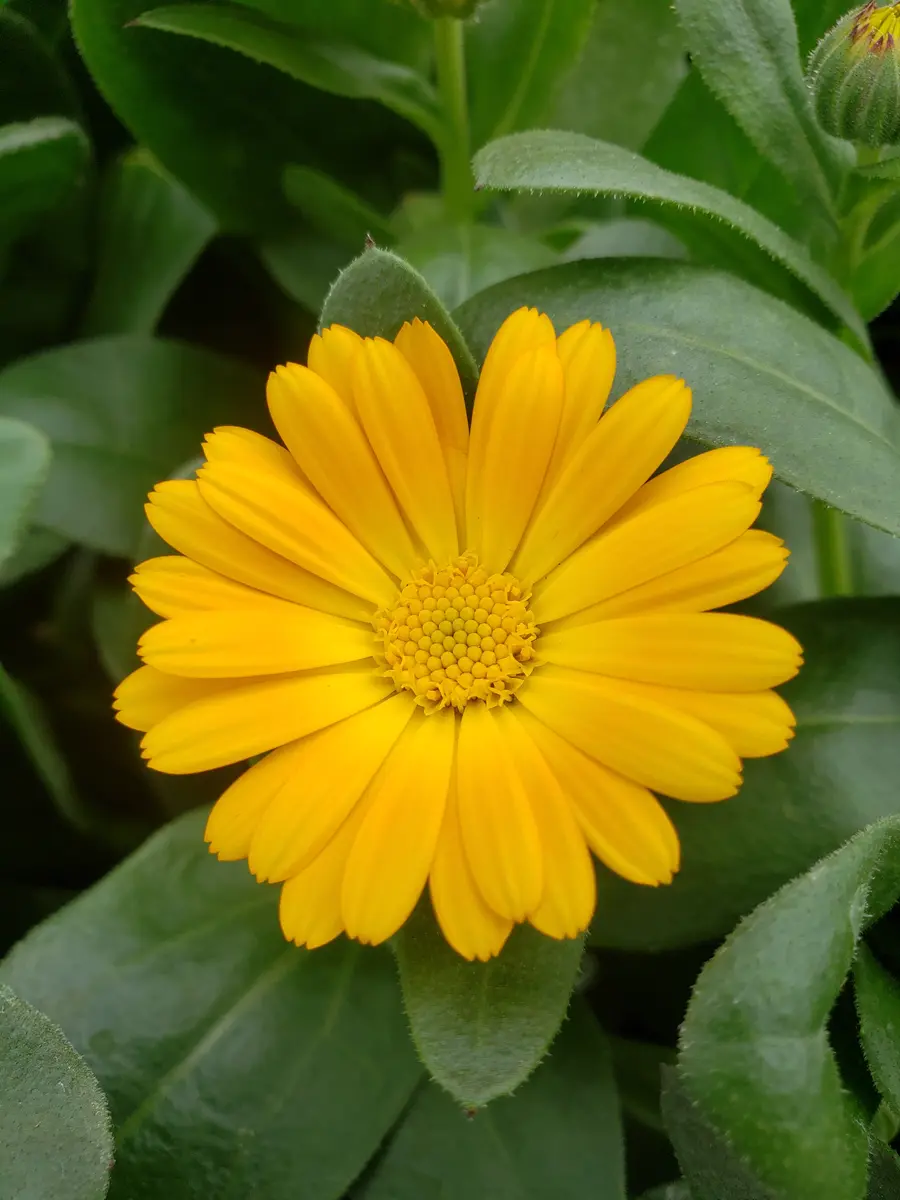 カレンデュラ（カレンジュラ）｜園芸日記by金子 明人｜みんなの趣味の