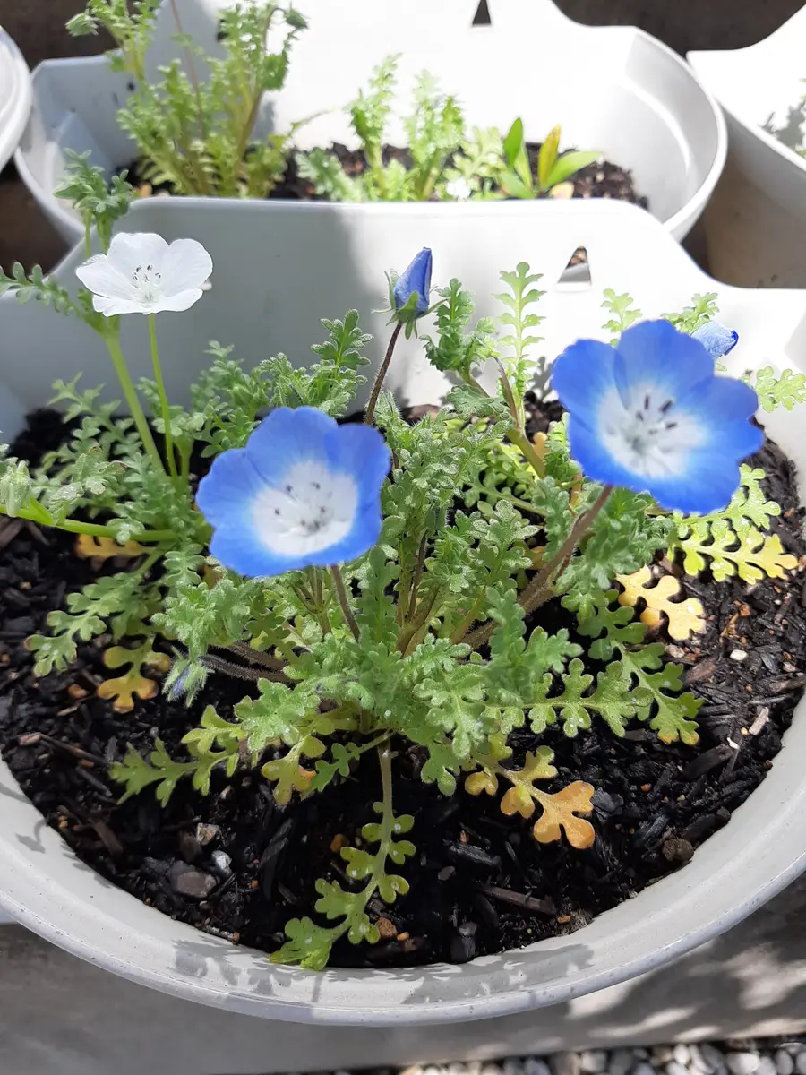 アルビノ？ネモフィラのその後｜園芸日記byOhmura｜みんなの趣味の園芸