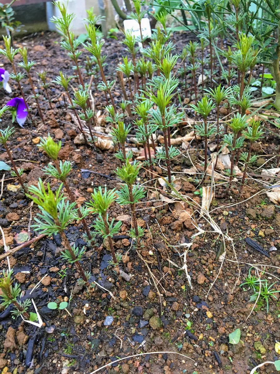 ムーミン　ニョロニョロ お花畑の置物　2004セキグチ　SEKIGUCHI ムーミン ニョロニョロだらけ お花畑の置物 2004セキグチ