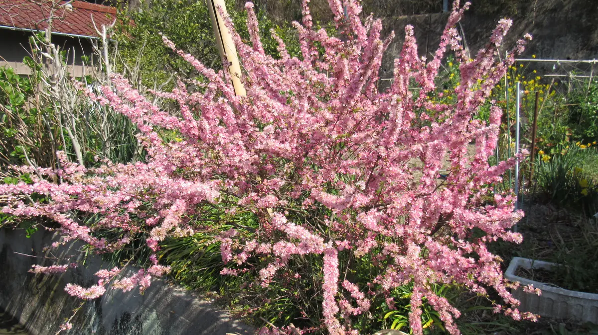 散歩道の花-小米桜(コゴメザクラ)｜園芸日記byshinji70｜みんなの趣味
