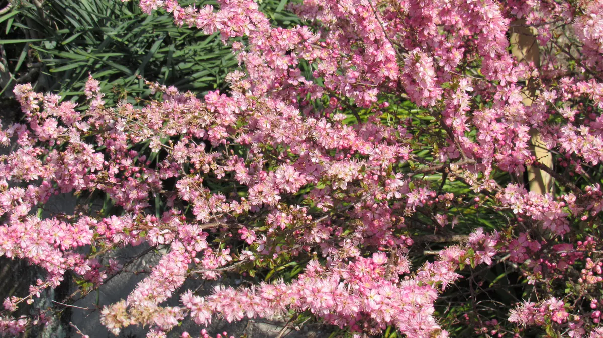 散歩道の花-小米桜(コゴメザクラ)｜園芸日記byshinji70｜みんなの趣味