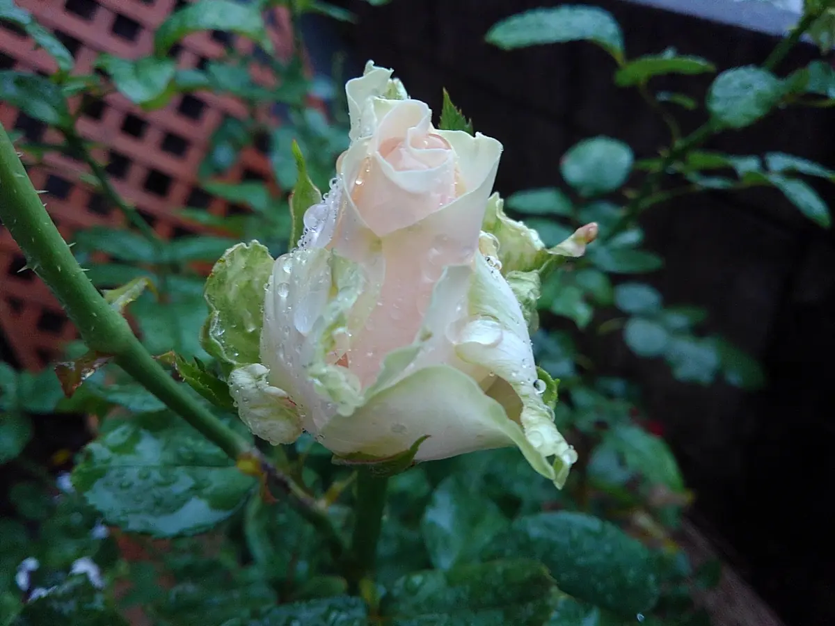 Grandpa'srosegarden！ March25.2021｜園芸日記by薔薇咲爺爺